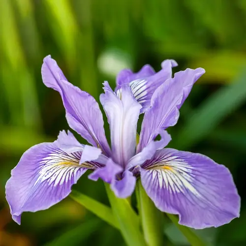 Iris douglasiana