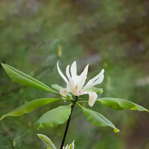 Payung magnolia