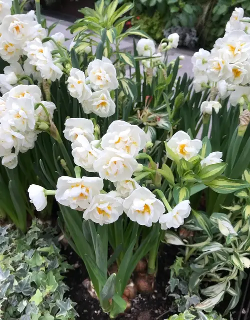Daffodils 'Bridal Crown'
