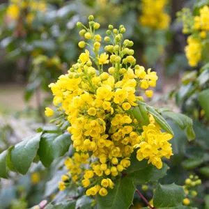 Kriechende mahonie - Berberis repens (Pflege, Merkmale, Blume, Bilder,  Giftig)