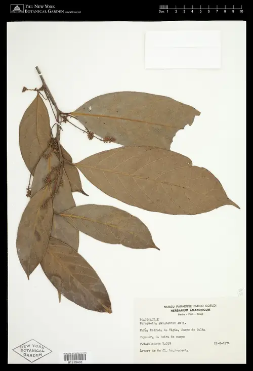 Poraqueiba guianensis
