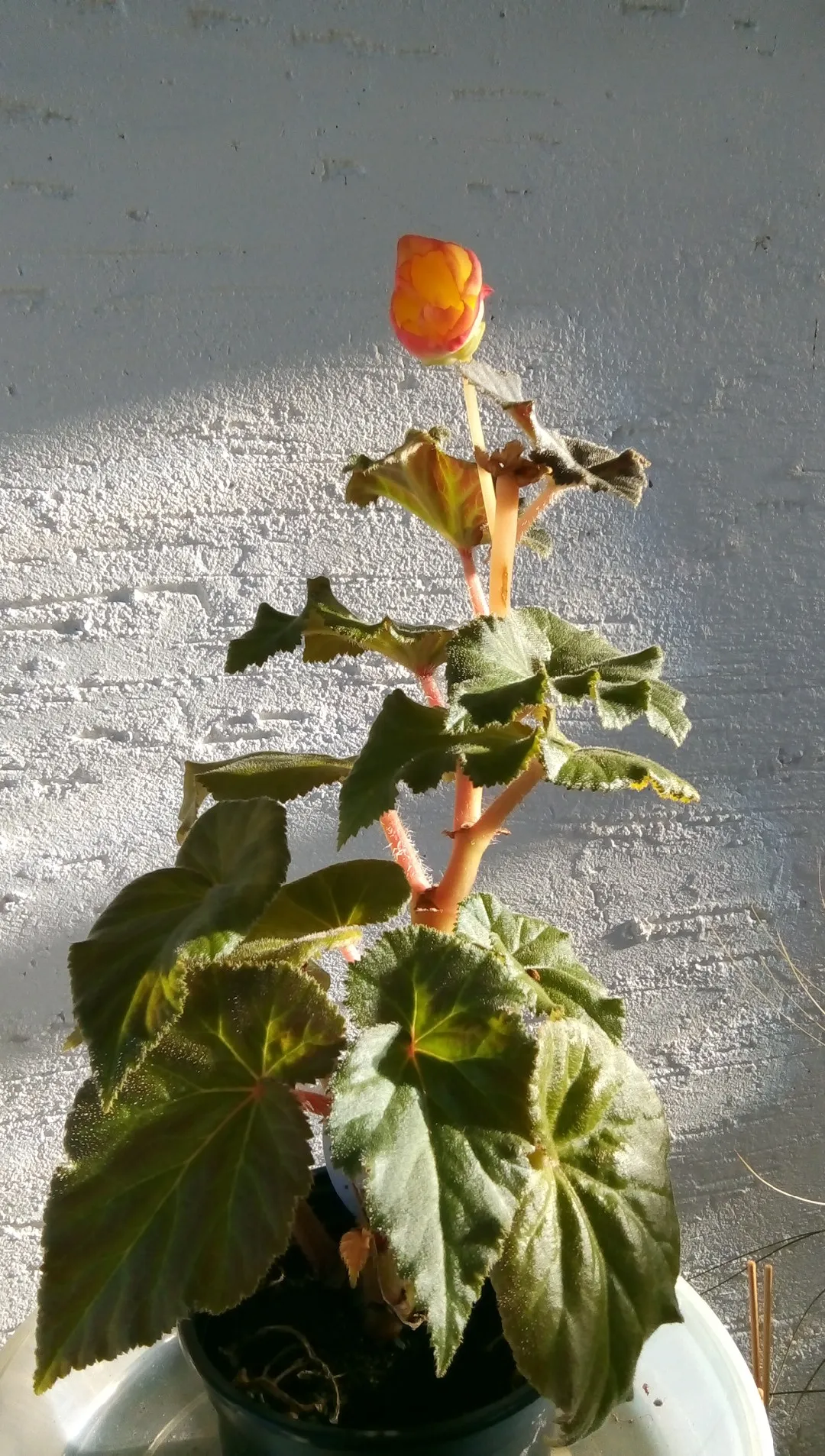 zimmerpflanzen peperomia PEPEROMIA HOPE online kaufen bei potflourri