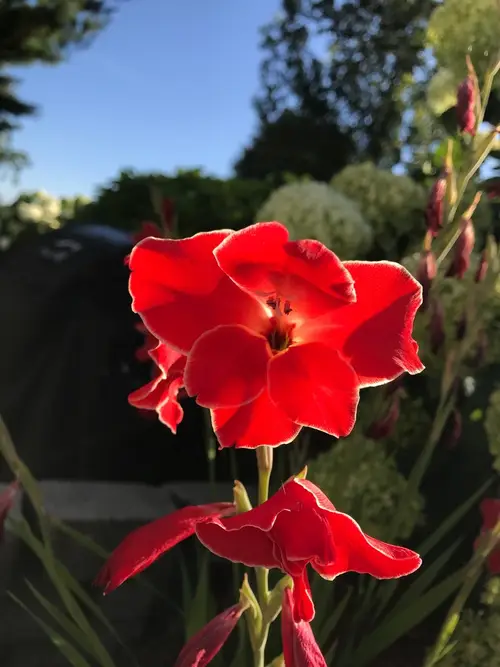 Gladiolus primulinus 'Atom'