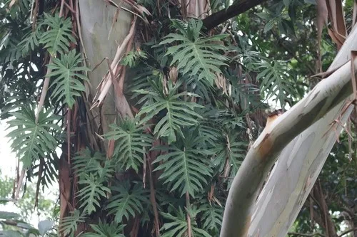 sansevieria trifasciata snake plant Buy a Sansevieria Trifasciata Snake Laurentii Live Plant
