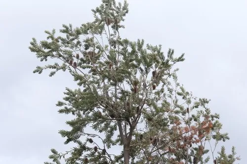 シルバー・バンクシア (ケア, 特徴, 花, 画像) シルバー・バンクシア (ケア, 特徴, 花, 画像)