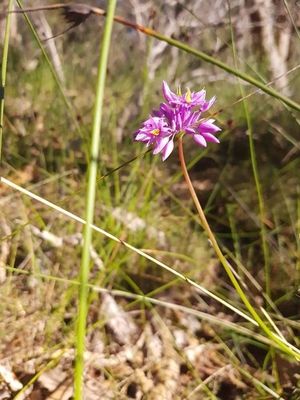 Sowerbaea laxiflora PictureThis