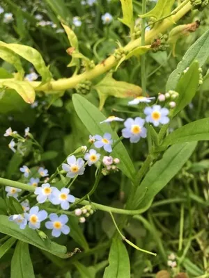 勿忘草になります。 153440330916560896.jpeg?x-oss-