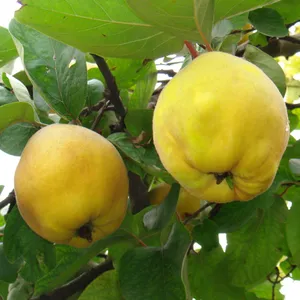 マルメロはどうやって剪定しますか？