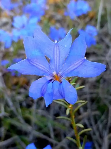 Blue leschenaultia