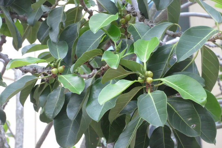 フィカス・アルティシマ (ケア, 特徴, 分布, 画像)