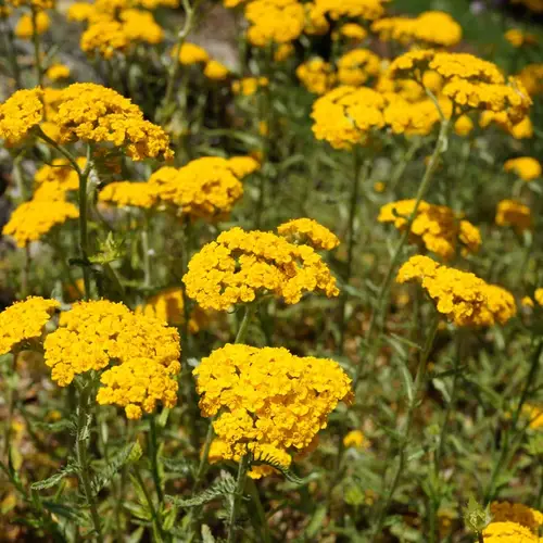 planta de milenrama silvestre