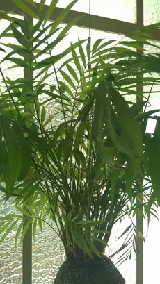 mini palm tree house plant Large Lady Palm Houseplant with Planter - Large (3-4' tall) Top Half White Planter