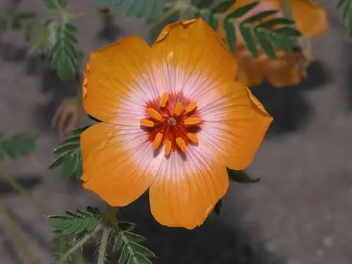 Arizona poppy