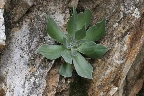 Dudleya pulverulenta subsp. arizonica