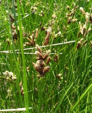 Sturdy bulrush (Bolboschoenus robustus) - PictureThis