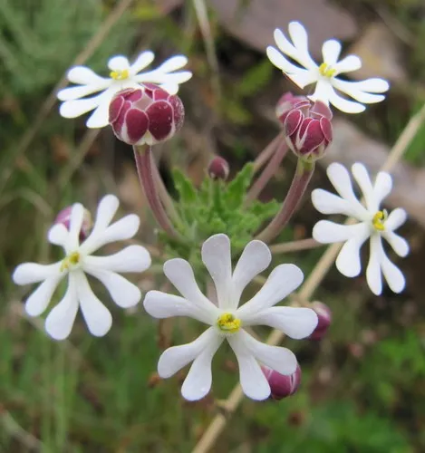 花 Midnight candy (Zaluzianskya capensis) - PictureThis