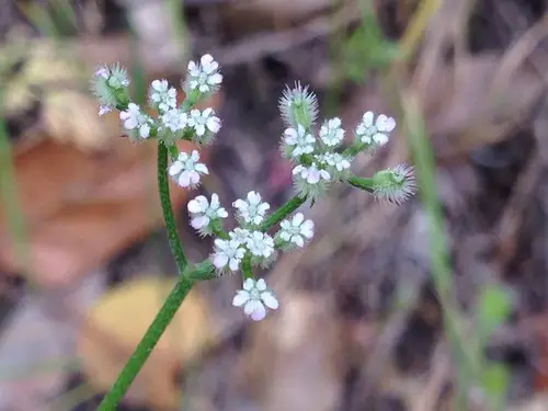 Knotted hedgeparsley