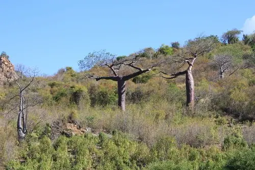 Suarez baobab