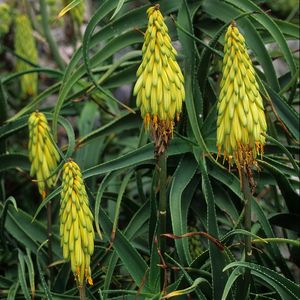 Hardy aloe - Aloe striatula (Care, Characteristics, Flower, Images)