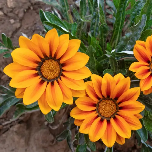 Flor del tesoro sudafricana
