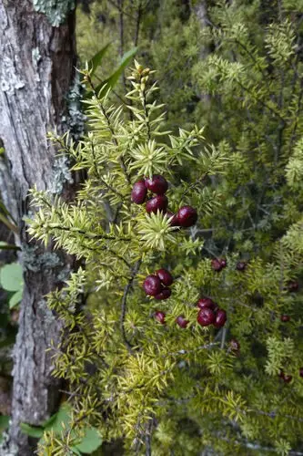 Leptecophylla juniperina
