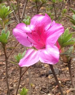 How to Grow and Care for Kamchatka rhododendron