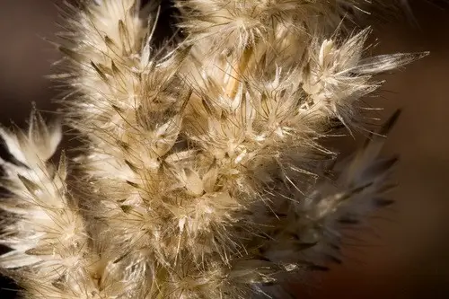 Soft feather pappusgrass
