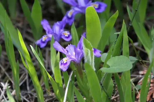 Iris lacustre nain