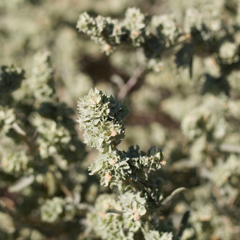 What Are the Common Problems with Chamiso Plants?