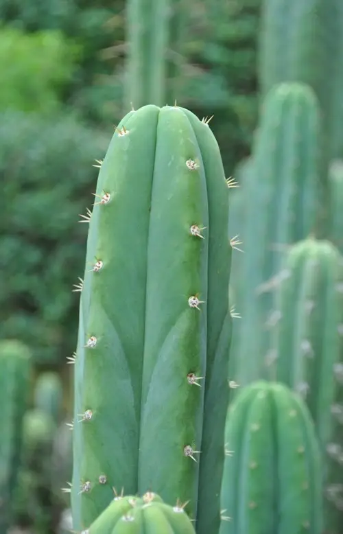 Bolivian torch cactus