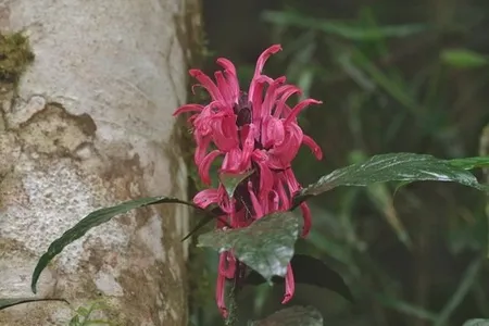 サンゴバナ（珊瑚花）の育て方・栽培方法