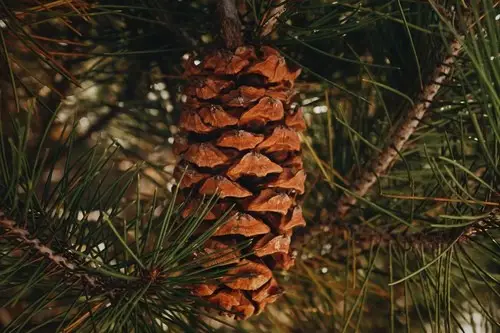 Nelson pinyon pine