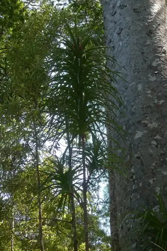 Dracophyllum latifolium