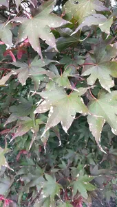 モミジの判定方法 (Acer palmatum)