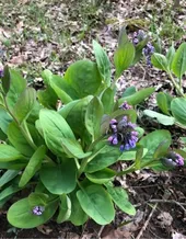 バージニア・ブルーベルの判定方法 (Mertensia virginica)