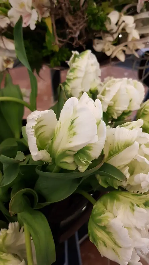 Tulips 'White Parrot'