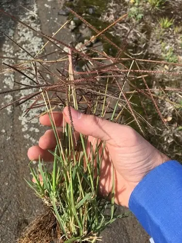 Australian finger grass