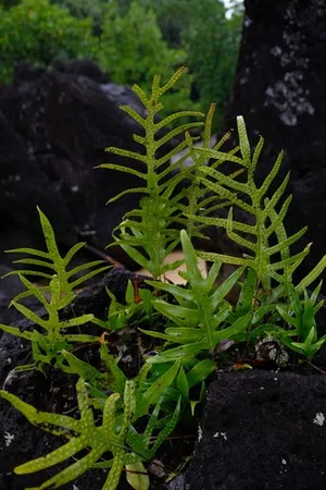 オキナワウラボシ (ケア, 特徴, 分布, 画像)