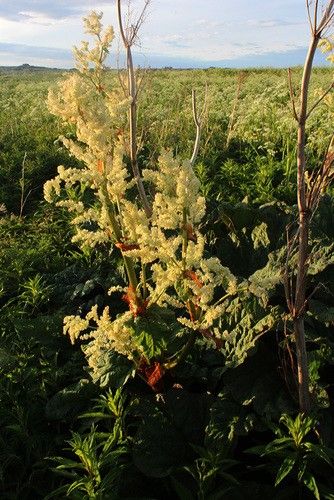Is Rhubarb Poisonous