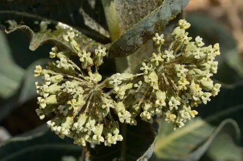 Desert milkweed