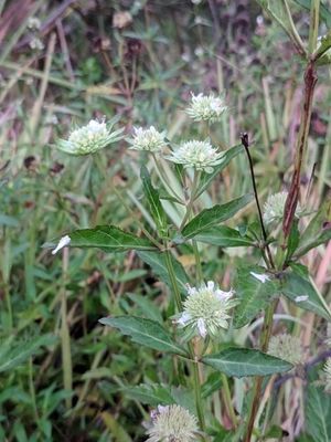 Bushmint Clustered bushmint (Hyptis alata) - PictureThis
