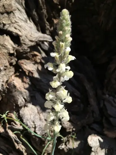 Coulter's snapdragon