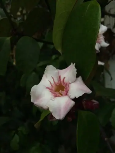 Klimmende oleander