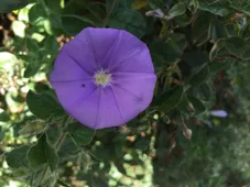So identifizierst du Kriechende Winde (Convolvulus sabatius)