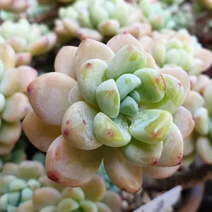 レア多肉植物 クラバツム錦 美斑 カット苗 脱ご