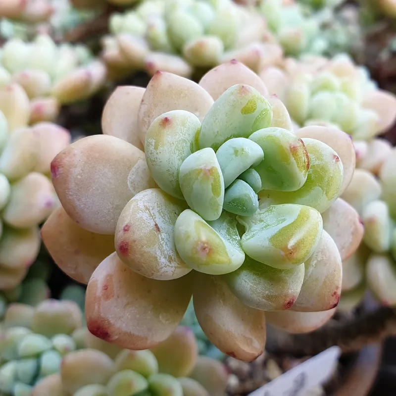 Optimaler Boden fr Sedum clavatum  Ein umfassender Leitfaden