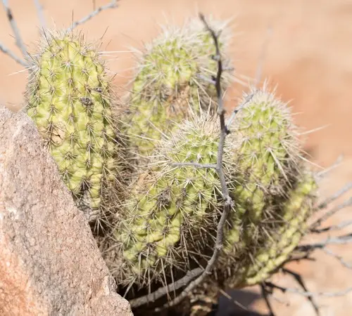 Pinkflower hedgehog cactus