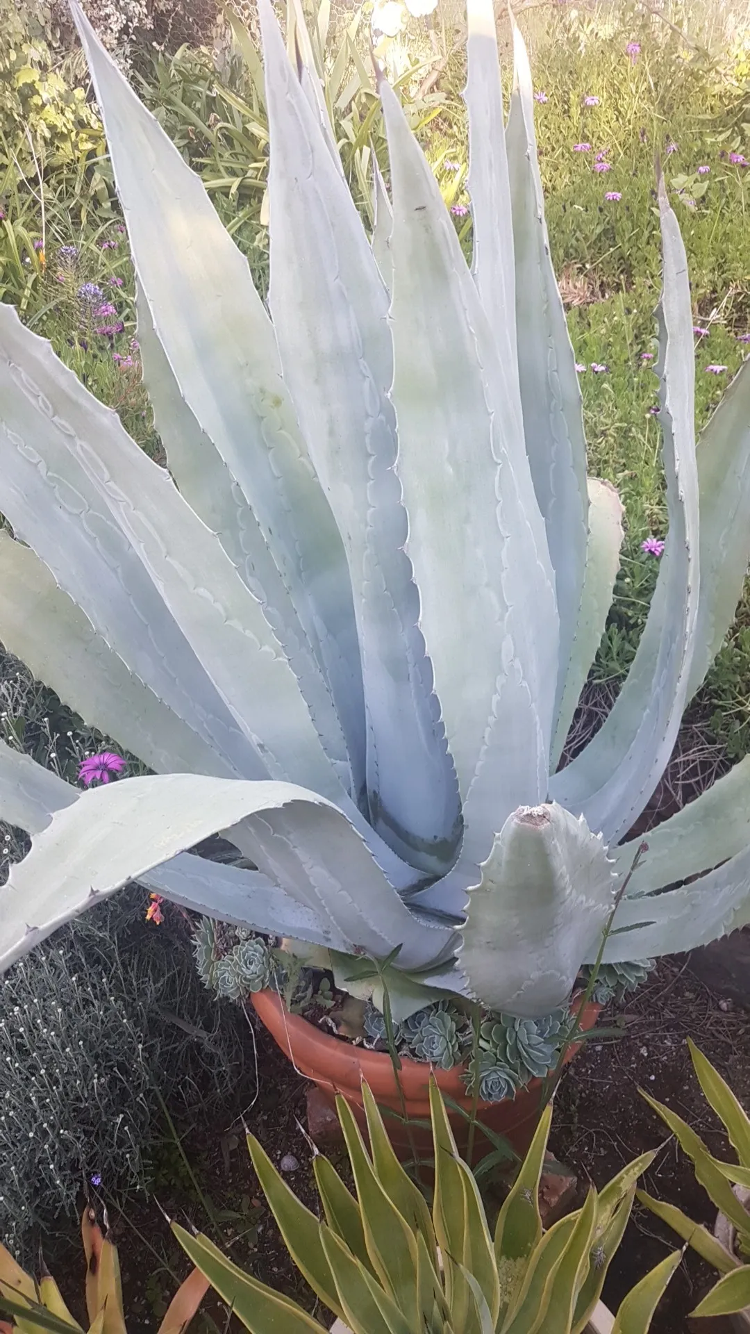 So identifizierst du Hundertjhrige Agave (Agave americana)