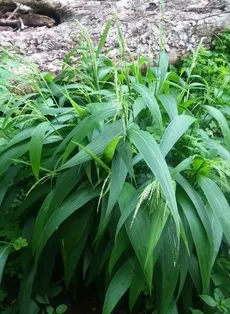How to Grow and Care for Palmgrass