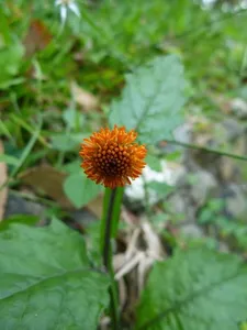 How to Propagate Capitaneja